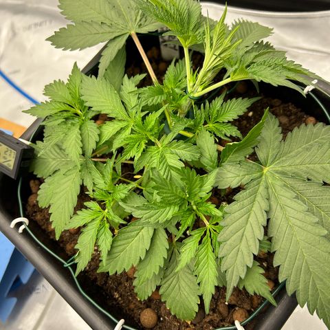 Strawberry Amnesia #1 Scrog growlog photo: More scrogg training 