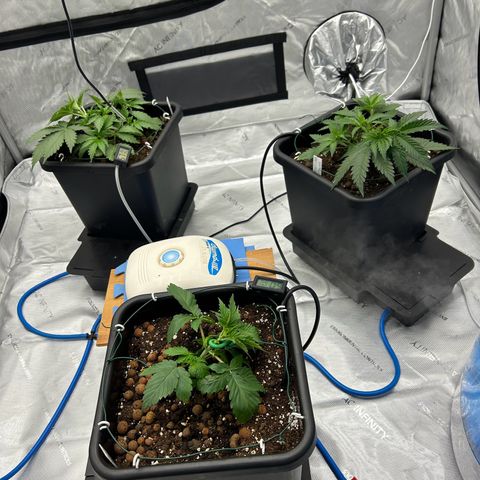 Strawberry Amnesia #1 Scrog growlog photo: Training