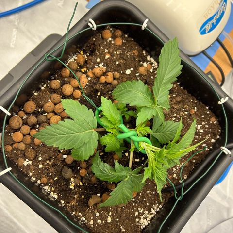 Strawberry Amnesia #2 Scrog growlog photo: Pre scrog training 