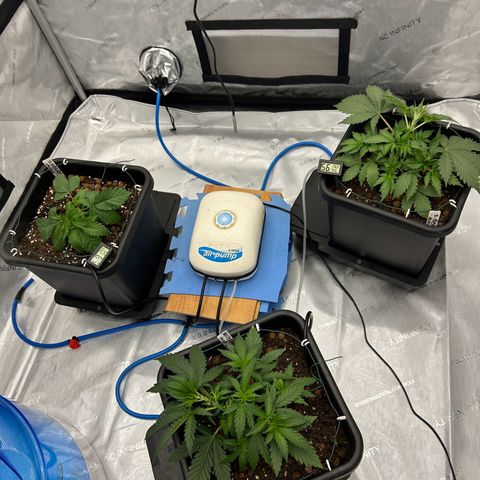 Strawberry Amnesia #1 Scrog growlog timeline photo