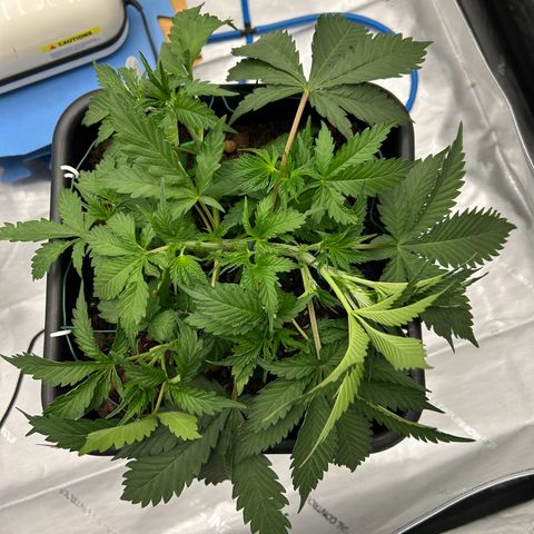 Strawberry Amnesia #1 Scrog growlog photo: LST