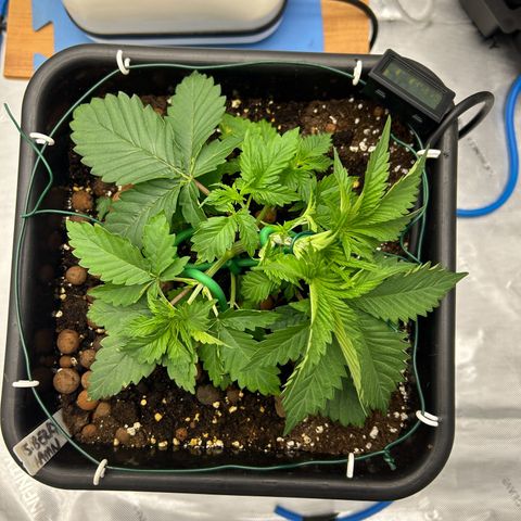 Strawberry Amnesia #2 Scrog growlog timeline photo