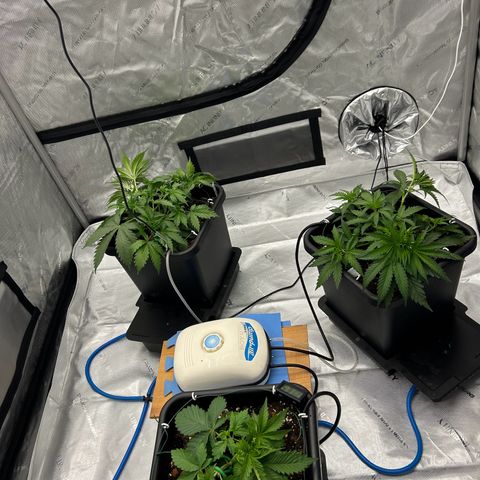 Strawberry Amnesia #1 Scrog growlog photo: Training progress