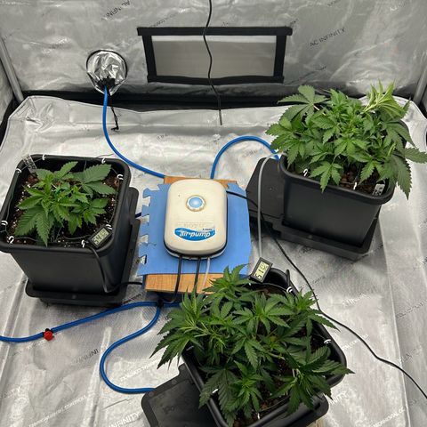 Strawberry Amnesia #1 Scrog growlog photo: Training progress