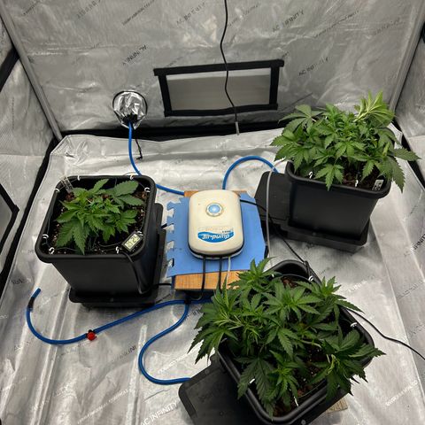 Strawberry Amnesia #1 Scrog growlog photo: Training progress