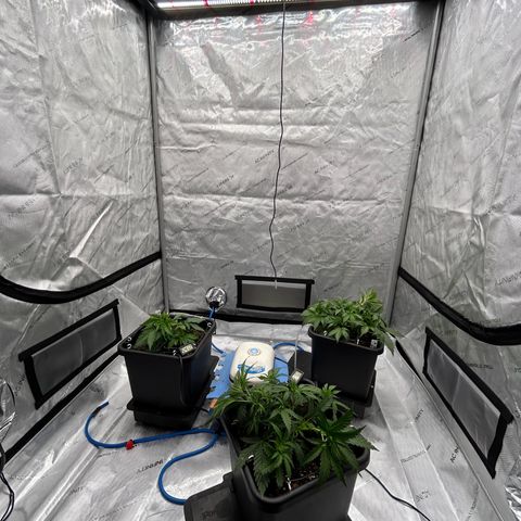 Strawberry Amnesia #1 Scrog growlog photo: Training progress