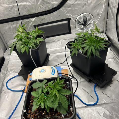 Strawberry Amnesia #1 Scrog growlog photo: Training progress