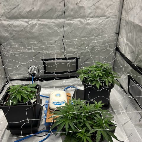 Strawberry Amnesia #1 Scrog growlog photo: Net going in 