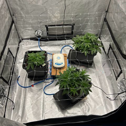 Strawberry Amnesia #1 Scrog growlog photo: Scrog net 