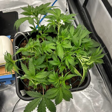 Strawberry Amnesia #1 Scrog growlog photo: Training 
