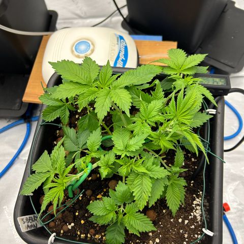 Strawberry Amnesia #2 Scrog growlog photo: Training LST choking up 