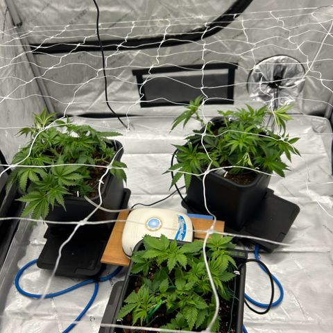 Strawberry Amnesia #1 Scrog growlog timeline photo
