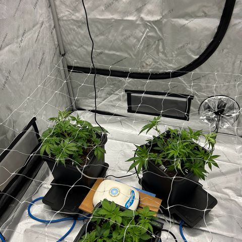 Strawberry Amnesia #1 Scrog growlog photo: Progress