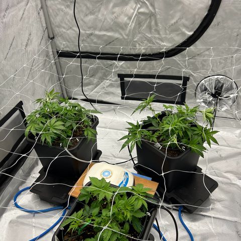 Strawberry Amnesia #1 Scrog growlog photo: Progress