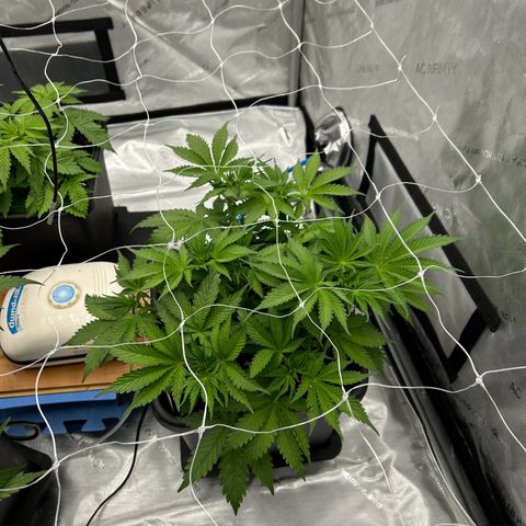 Strawberry Amnesia #1 Scrog growlog photo: Pre tuck up