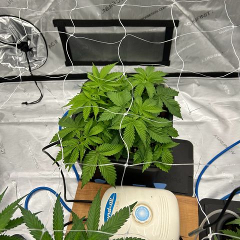Strawberry Amnesia #2 Scrog growlog photo: Pre tuck up 