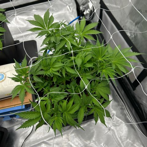Strawberry Amnesia #1 Scrog growlog photo: LST