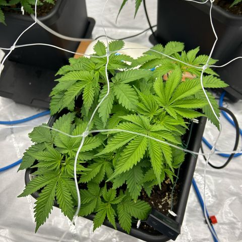 Strawberry Amnesia #2 Scrog growlog photo: Pre train