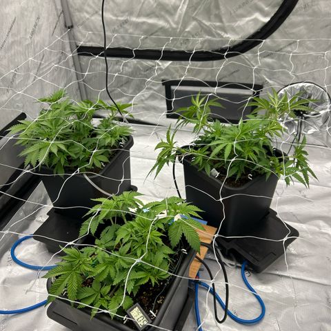 Strawberry Amnesia #1 Scrog growlog timeline photo