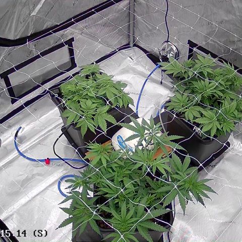 Strawberry Amnesia #1 Scrog growlog photo: Pre and post light defoliation 