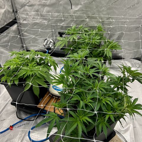 Strawberry Amnesia #1 Scrog growlog photo: Scrog net lowered 