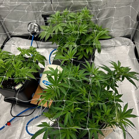 Strawberry Amnesia #1 Scrog growlog photo: Scrog net lowered 