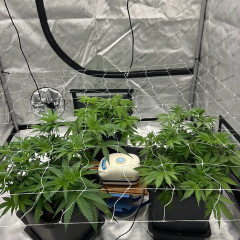 Strawberry Amnesia #1 Scrog growlog photo: Scrog net lowered 