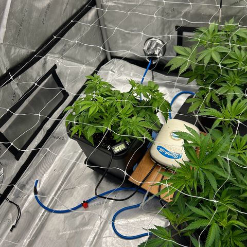 Strawberry Amnesia #1 Scrog growlog photo: Scrog net lowered 