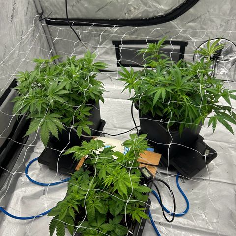 Strawberry Amnesia #1 Scrog growlog photo: Scrog net on 