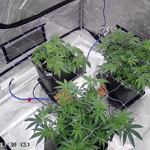 Strawberry Amnesia #1 Scrog growlog timeline photo