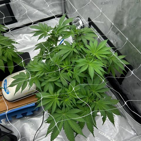 Strawberry Amnesia #1 Scrog growlog photo: Training 