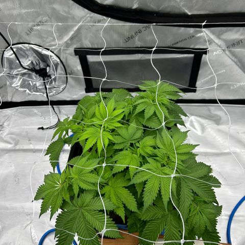 Strawberry Amnesia #2 Scrog growlog timeline photo