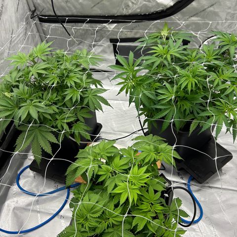Strawberry Amnesia #1 Scrog growlog timeline photo