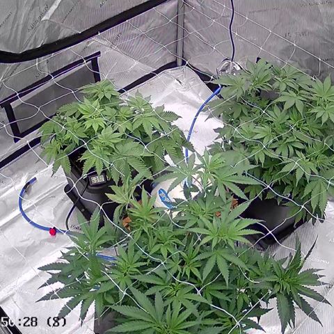 Strawberry Amnesia #1 Scrog growlog timeline photo