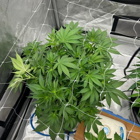 Strawberry Amnesia #1 Scrog growlog timeline photo