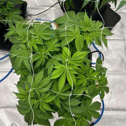 Strawberry Amnesia #2 Scrog growlog timeline photo