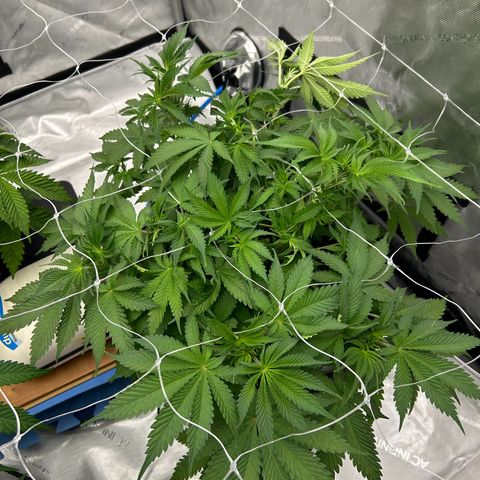 Strawberry Amnesia #1 Scrog growlog timeline photo