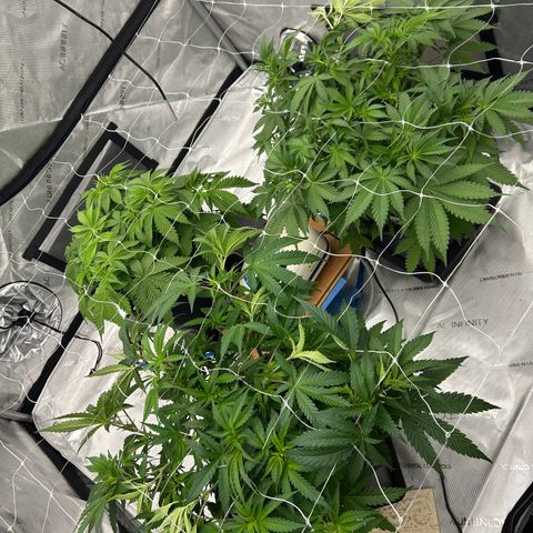 Strawberry Amnesia #1 Scrog growlog timeline photo
