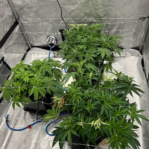 Strawberry Amnesia #1 Scrog growlog timeline photo