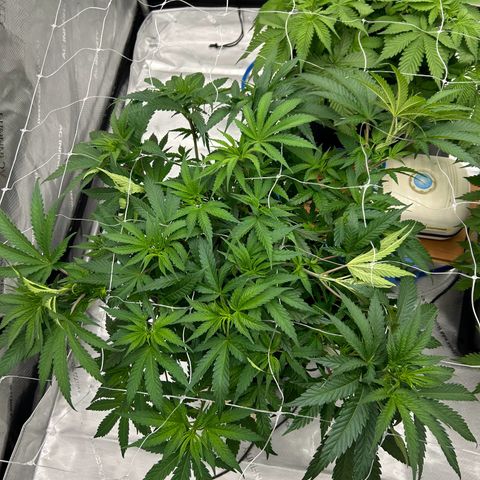 Strawberry Amnesia #1 Scrog growlog photo: Tucking
