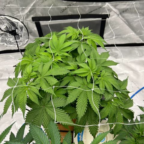 Strawberry Amnesia #2 Scrog growlog photo: Tucking