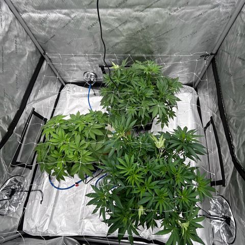 Strawberry Amnesia #1 Scrog growlog photo: Keep on tucking 