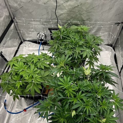 Strawberry Amnesia #1 Scrog growlog photo: Keep on tucking 