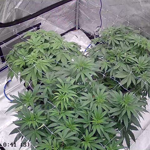Strawberry Amnesia #1 Scrog growlog photo: Pre flip de fol and clean up 