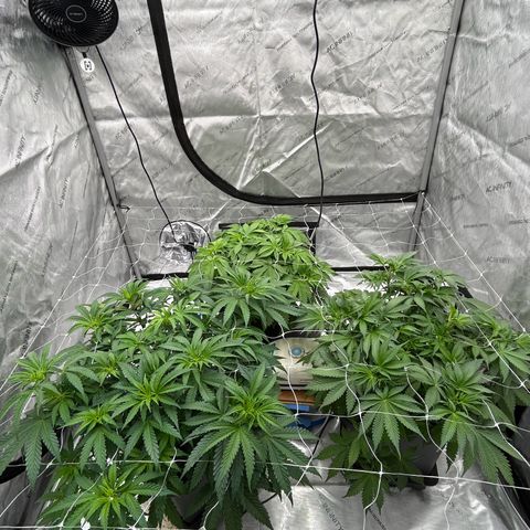 Strawberry Amnesia #1 Scrog growlog photo: Pre flip de fol and clean up 