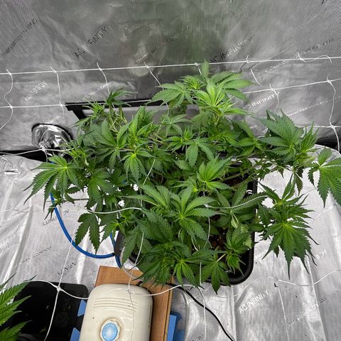 Strawberry Amnesia #1 Scrog growlog photo: Post defoliation and clean up 