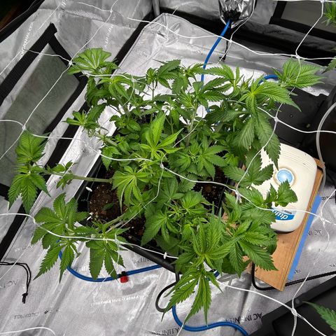 Strawberry Amnesia #2 Scrog growlog photo: Post defoliation and clean up 