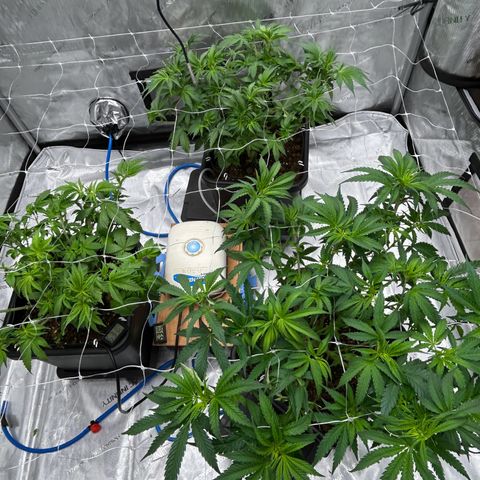 Strawberry Amnesia #1 Scrog growlog photo: Post clean up and defoliation 
