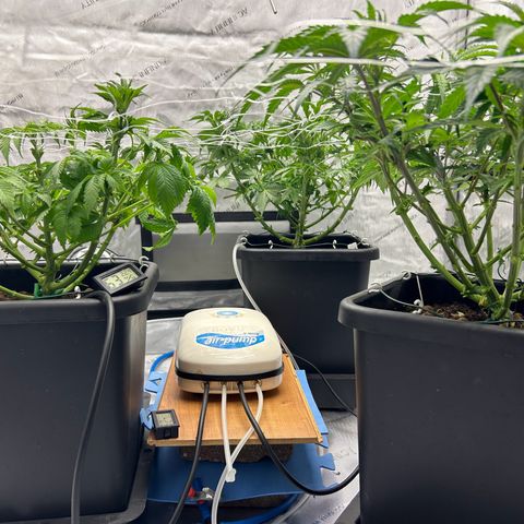 Strawberry Amnesia #1 Scrog growlog photo: Under screen 