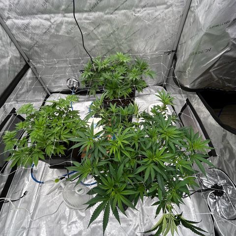Strawberry Amnesia #1 Scrog growlog photo: Tucking 